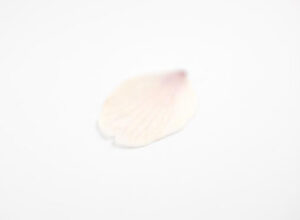 winter_bloom_2018_toyama